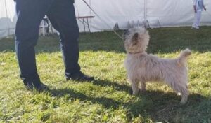 cairn terrier