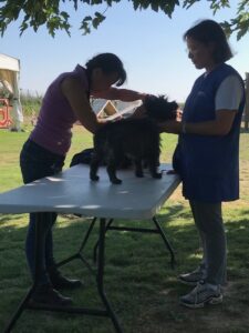 cairn terrier