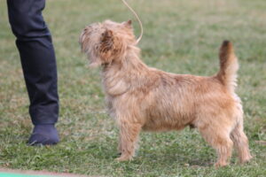 cairn terrier