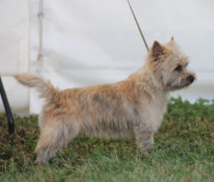 cairn terrier