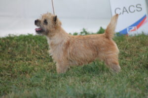 cairn terrier