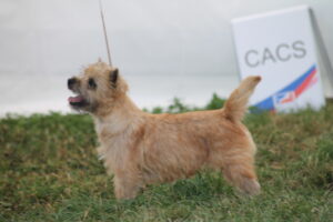 cairn terrier