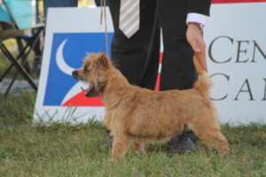 cairn terrier