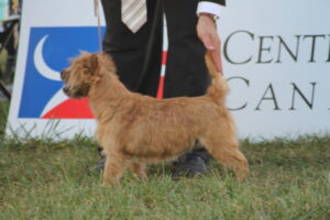 cairn terrier