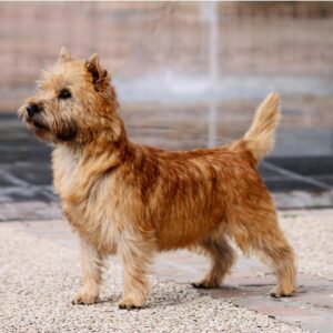 cairn terrier