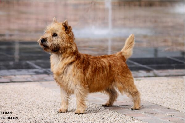 cairn terrier