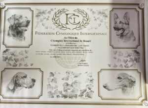 champion international cairn terrier