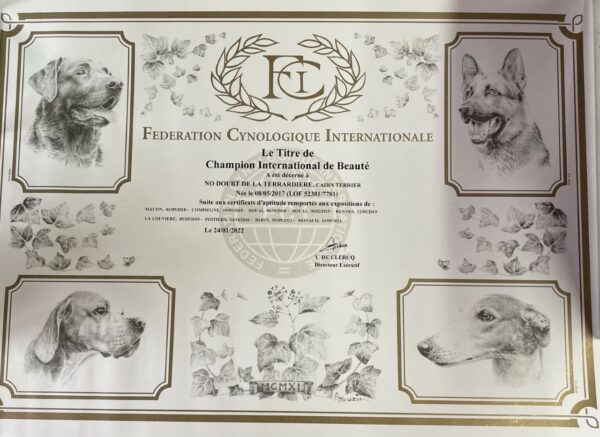 champion international cairn terrier