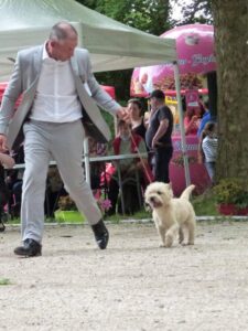 cairn terrier