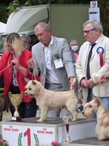 cairn terrier