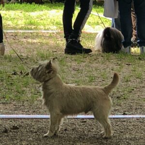 cairn terrier