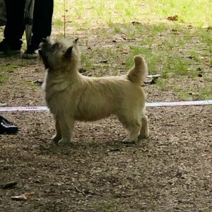 cairn terrier