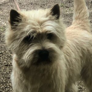 cairn terrier