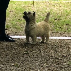 cairn terrier