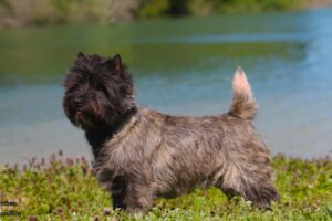 chiot cairn terrier