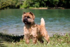 chiot cairn terrier