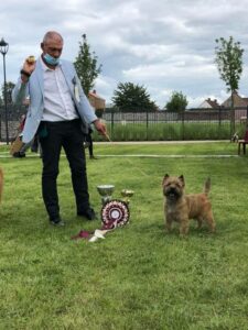 cairn terrier