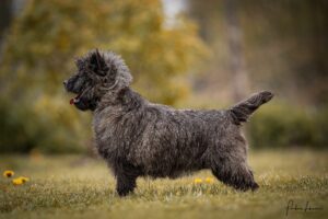 cairn terrier