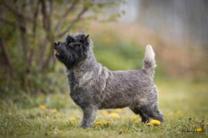 cairn terrier