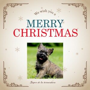 chiot cairn terrier