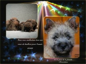 chiot cairn terrier