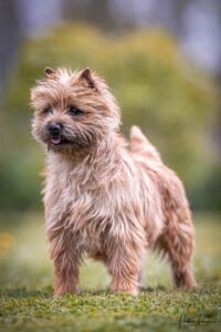 cairn terrier