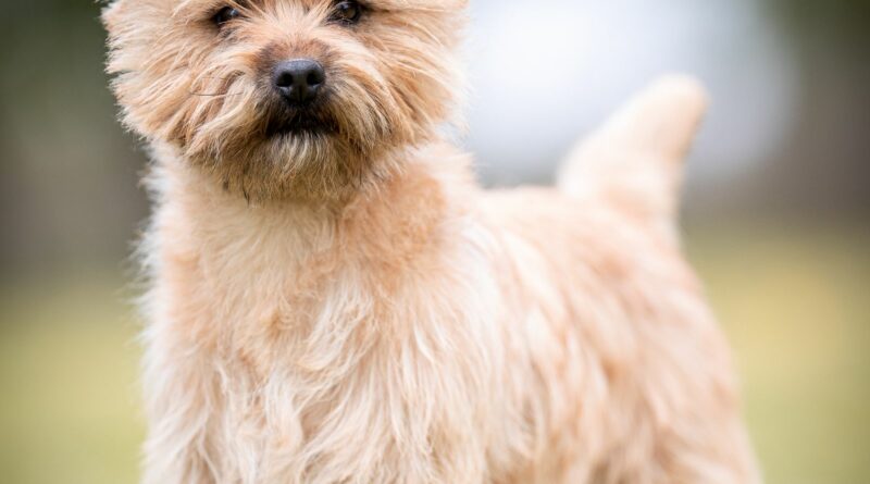 cairn terrier