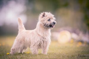 cairn terrier