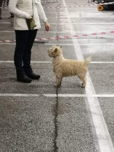 cairn terrier en italie