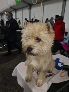 cairn terrier en italie