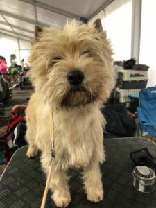 cairn terrier en italie