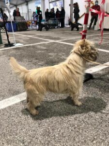 cairn terrier en italie