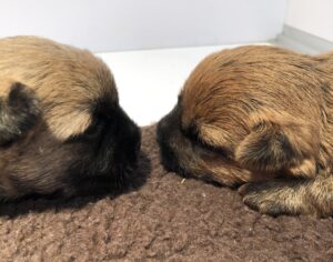 chiot cairn terrier