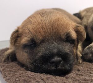 chiot cairn terrier