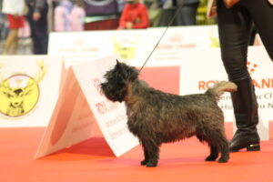 cairn terrier