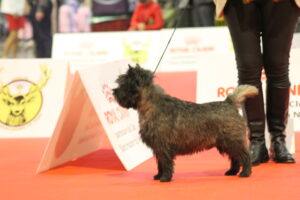 cairn terrier