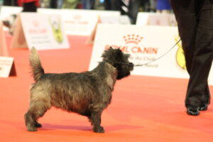 cairn terrier