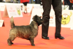 cairn terrier