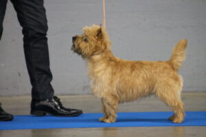 cairn terrier male