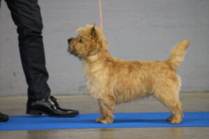 cairn terrier male