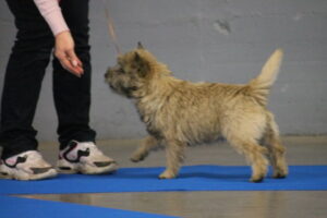 cairn terrier male