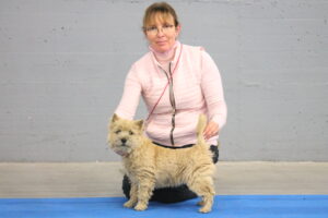 cairn terrier male