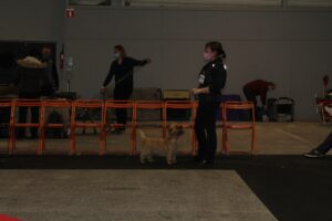 meilleur cairn terrier à nantes