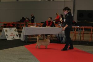 meilleur cairn terrier à nantes