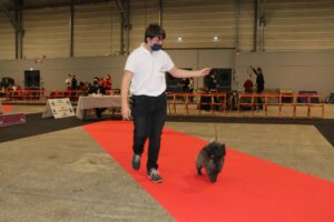 meilleur cairn terrier à nantes