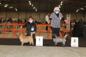 meilleur cairn terrier à nantes