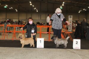 cairn terrier à nantes