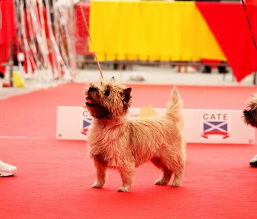 cairn terrier_2