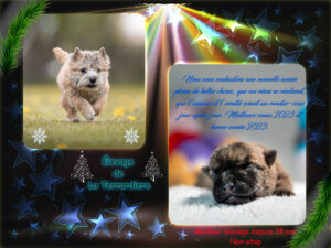 chiot cairn terrier