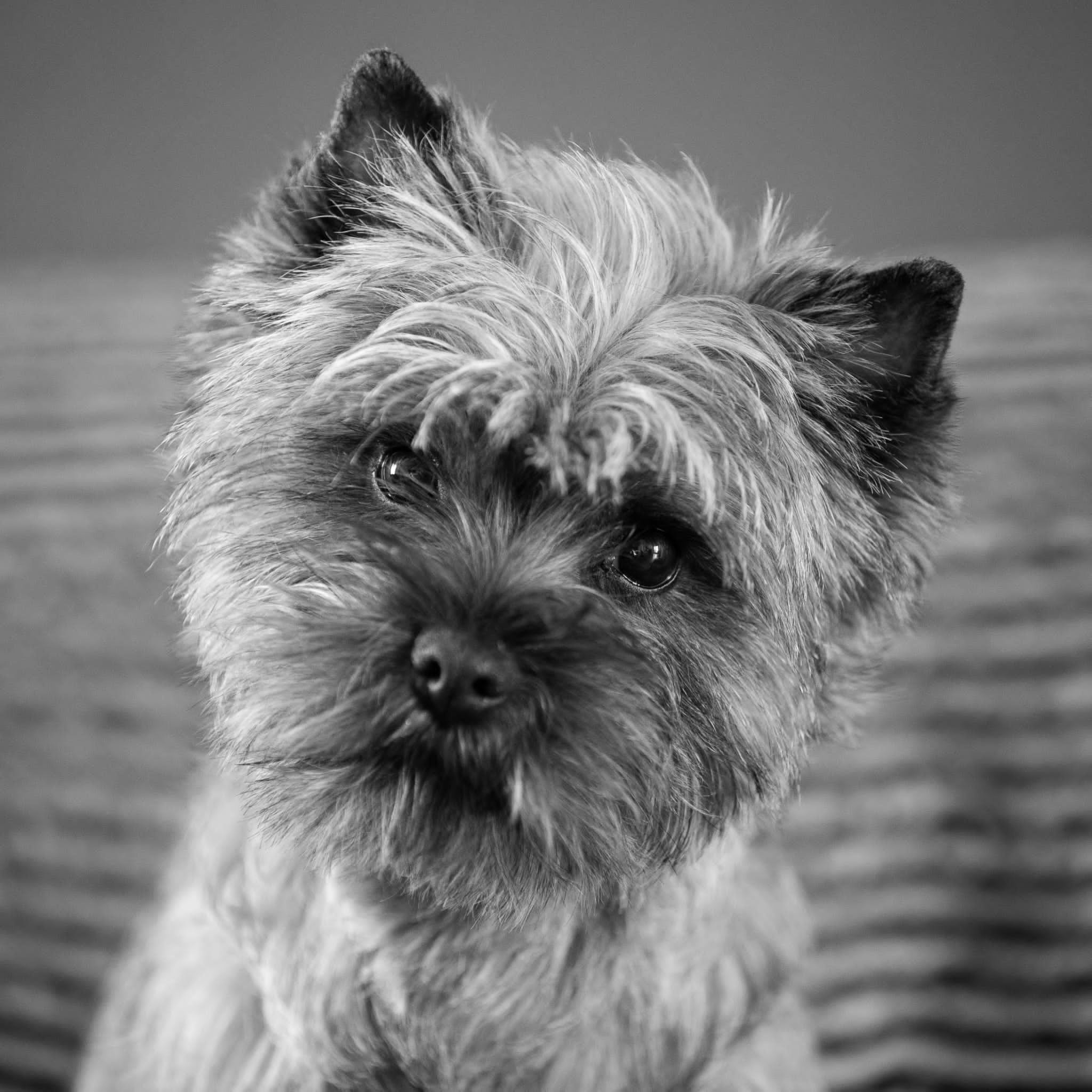 Nos Cairn Terrier en 2023